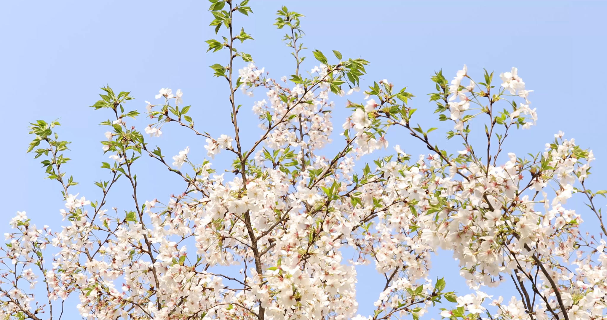 春天阳光下的樱花视频视频的预览图