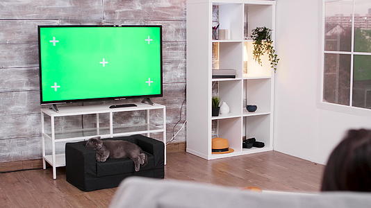 美丽的猫躺在电视机前绿色屏幕视频的预览图