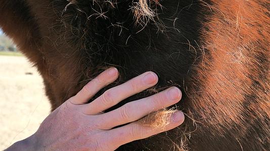 棕色热血马被脖子和肩膀上的手划伤了很多灰尘和冬衣的毛发视频的预览图