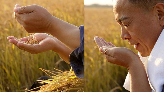 坐在田边双手扬水稻粒的农民视频的预览图