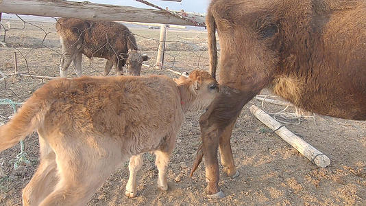 新疆牧区牧民放牧生活奶牛生产活动视频的预览图
