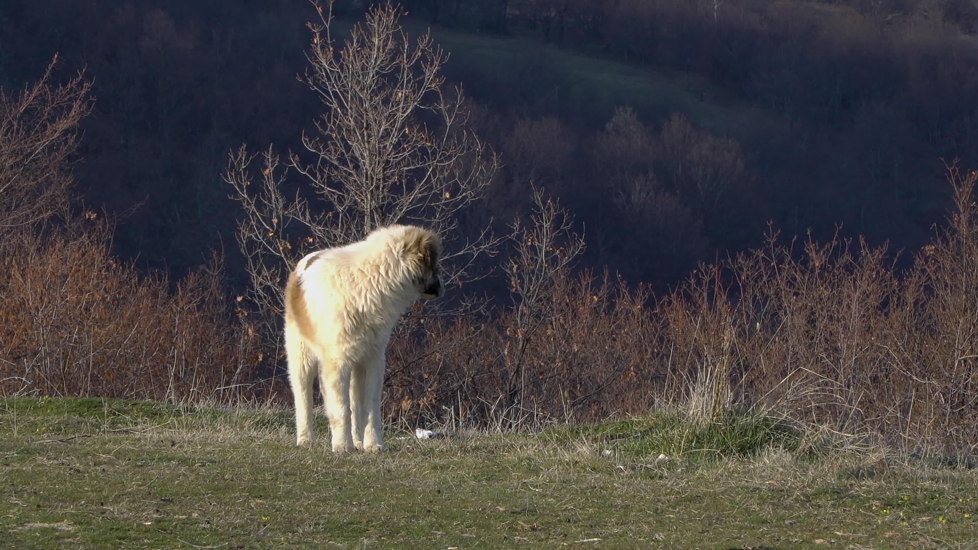 山中牧羊犬护羊犬视频的预览图