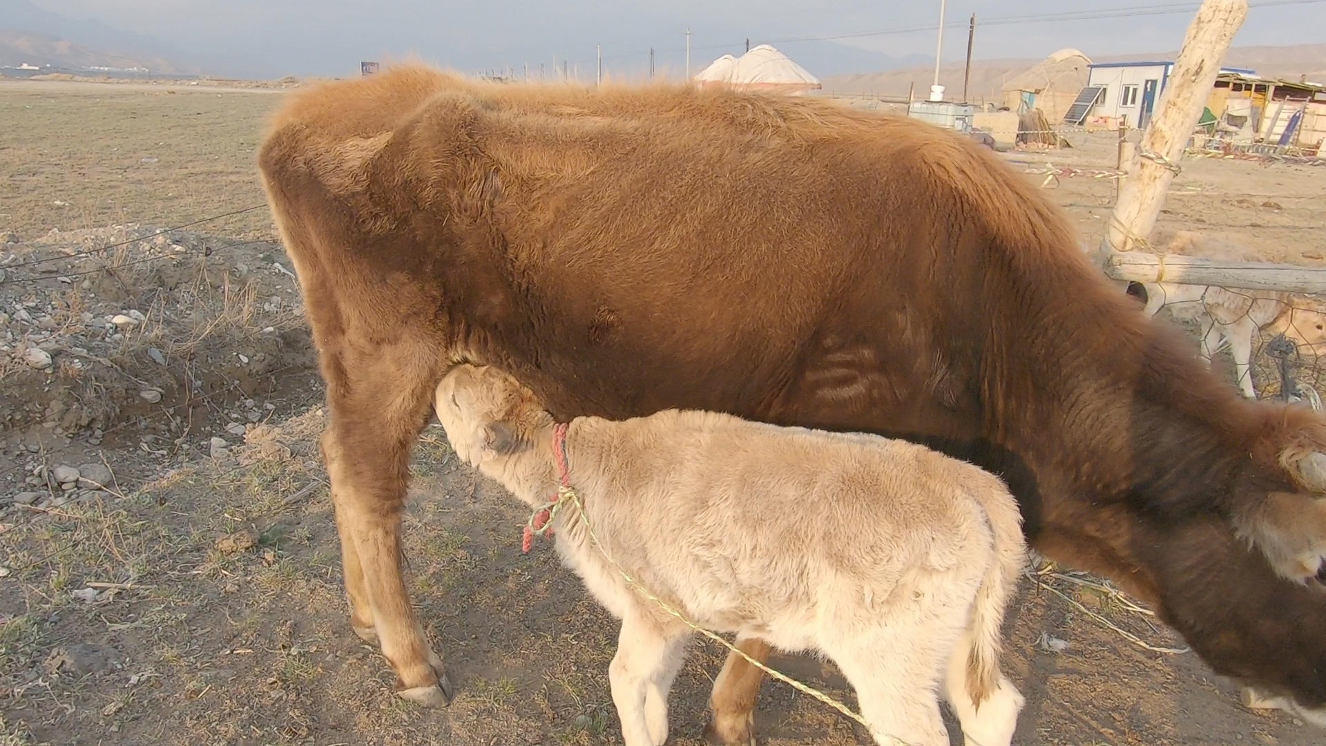 新疆牧区放牧生活奶牛生产视频的预览图