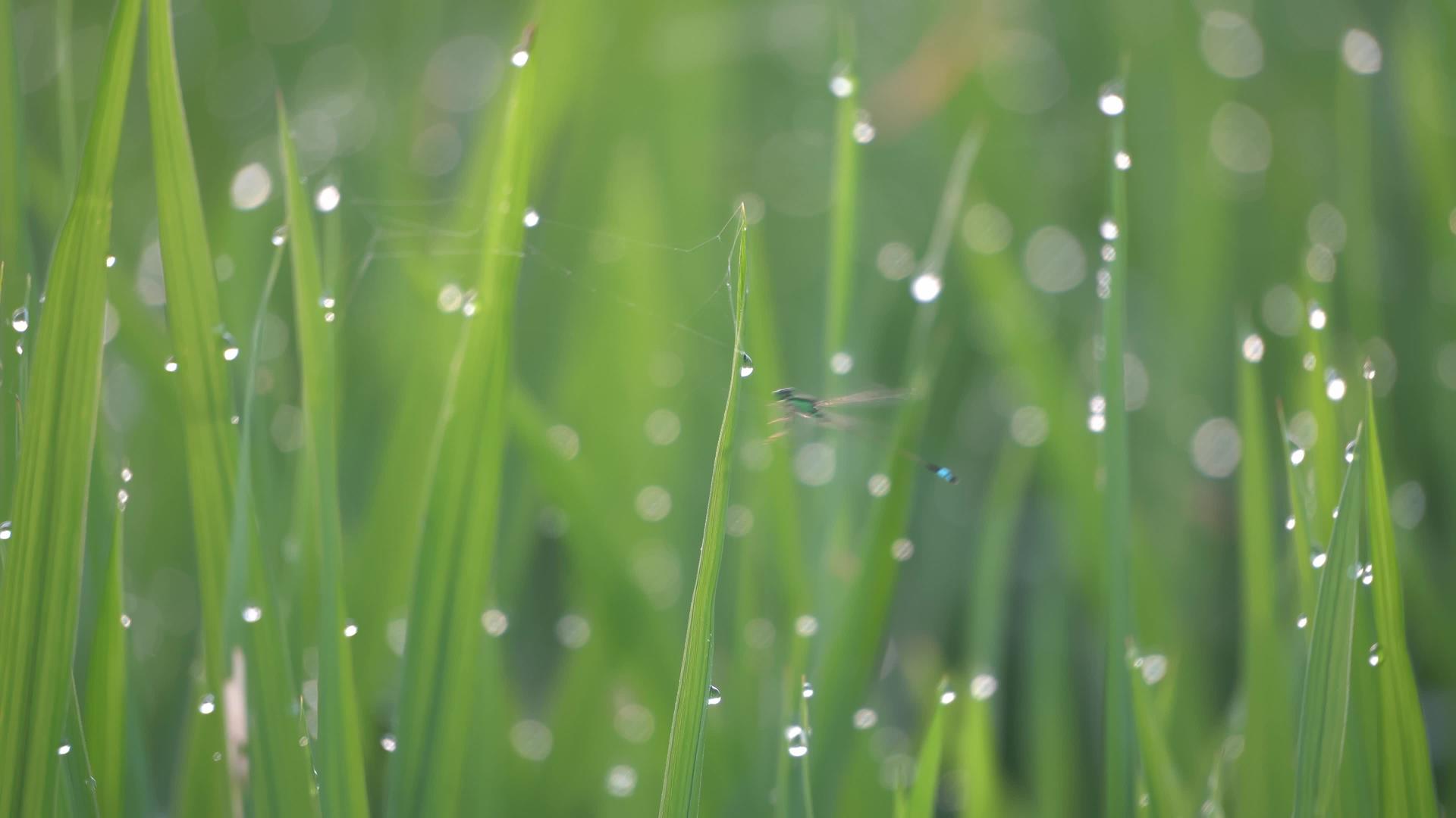 水滴在稻田里自己飞翔视频的预览图