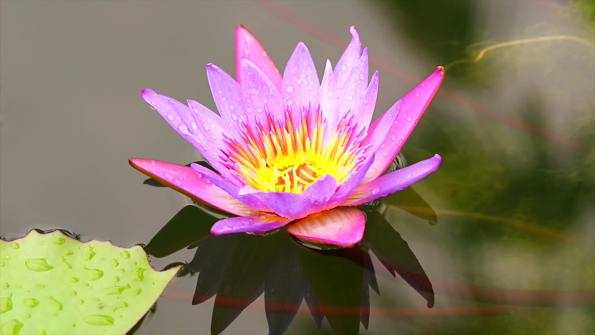 靠近美丽的粉红色莲花在池塘的水面上开花视频的预览图