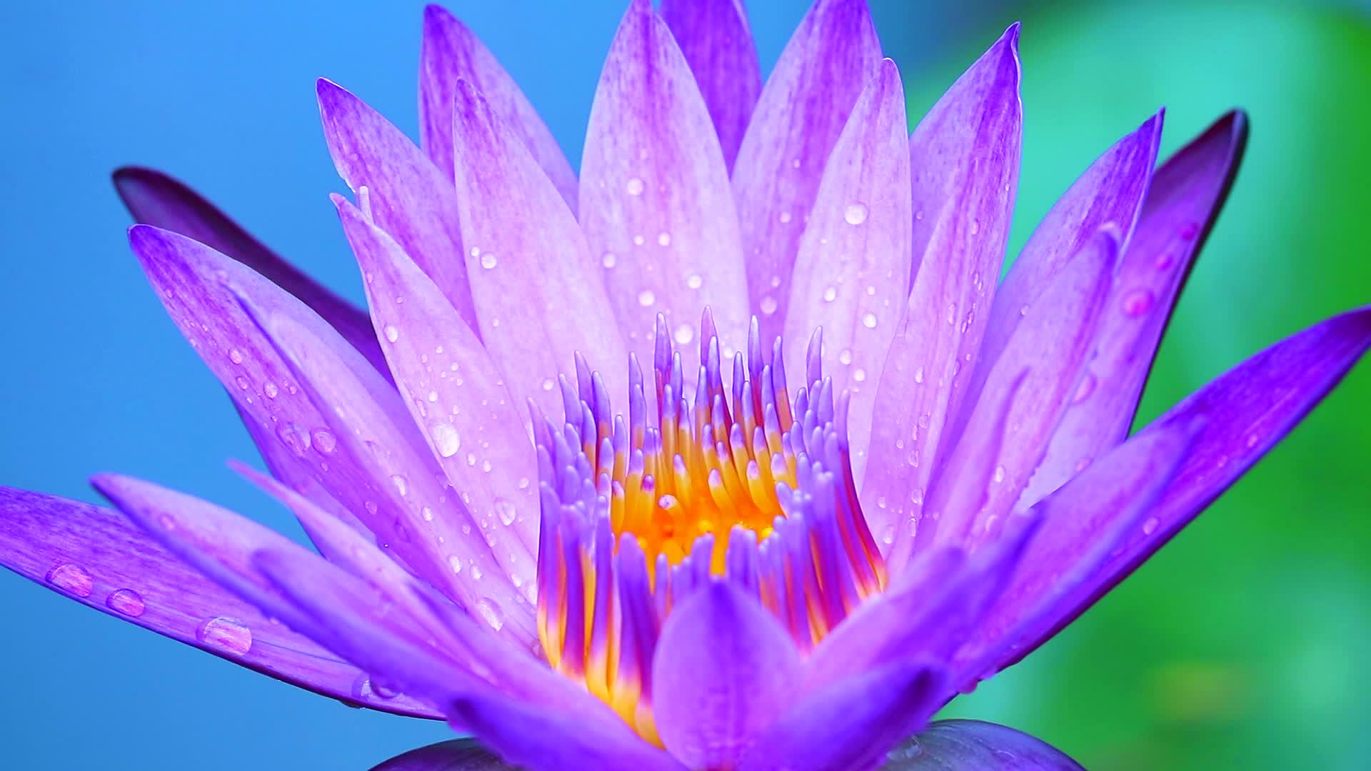 雨落后盛开的紫色莲花模糊了两种颜色的背景视频的预览图