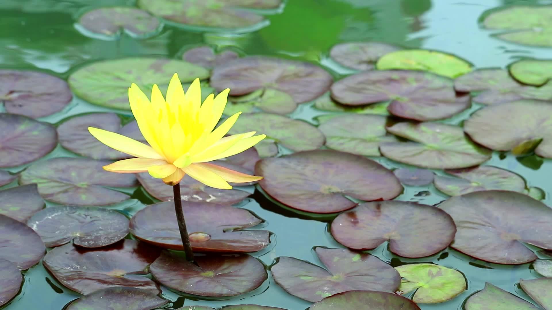 花朵在池塘里盛开水面模糊视频的预览图