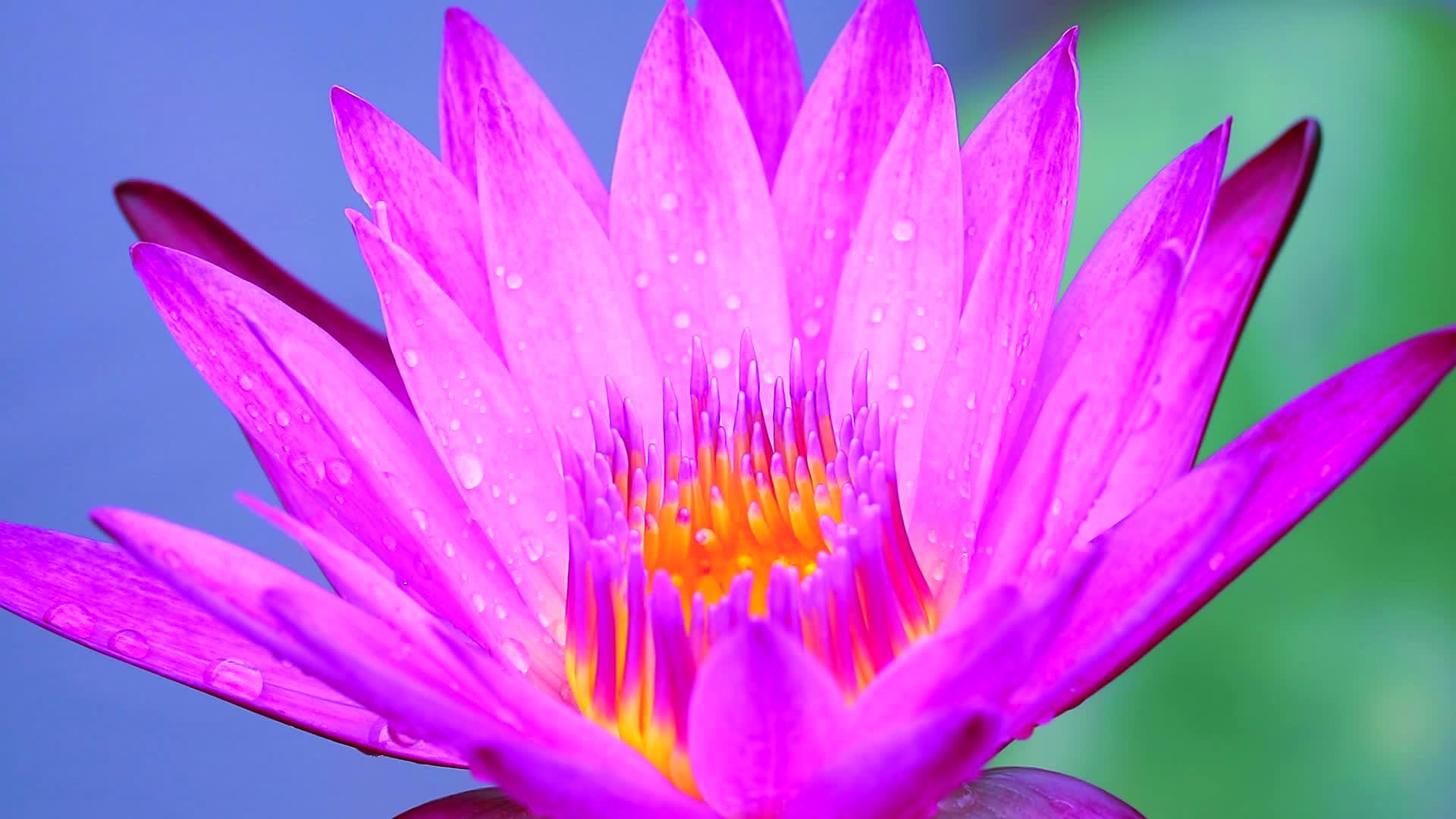 雨后开放的粉色莲花模糊了两种颜色的背景视频的预览图