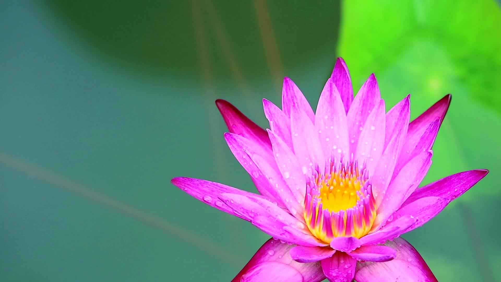 美丽的粉红色莲花在池塘的水面上开花视频的预览图