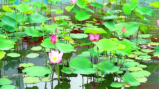 粉红色的莲花在池塘和水底上盛开1视频的预览图