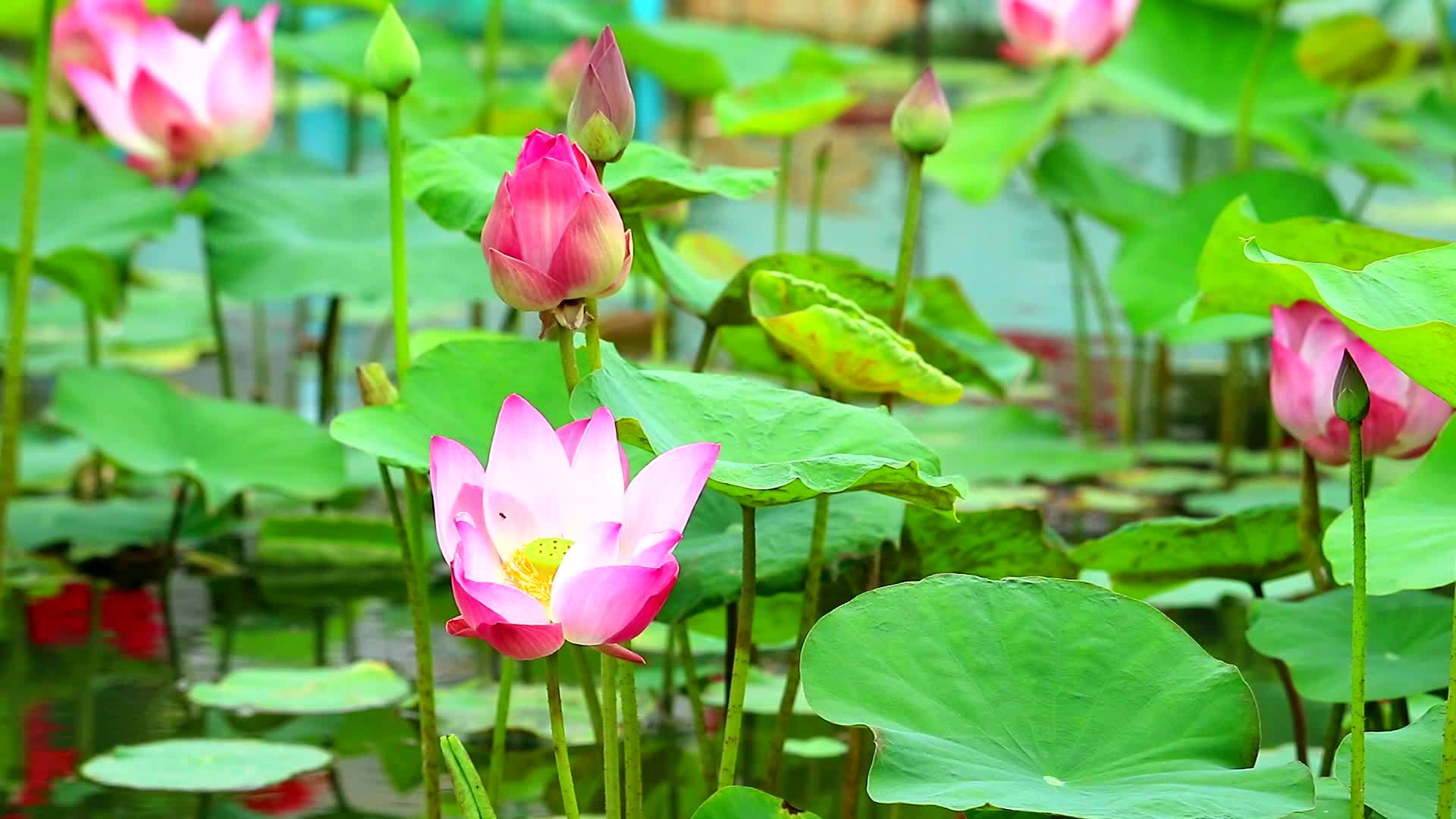 池塘里盛开的粉红色莲花水面模糊不清视频的预览图