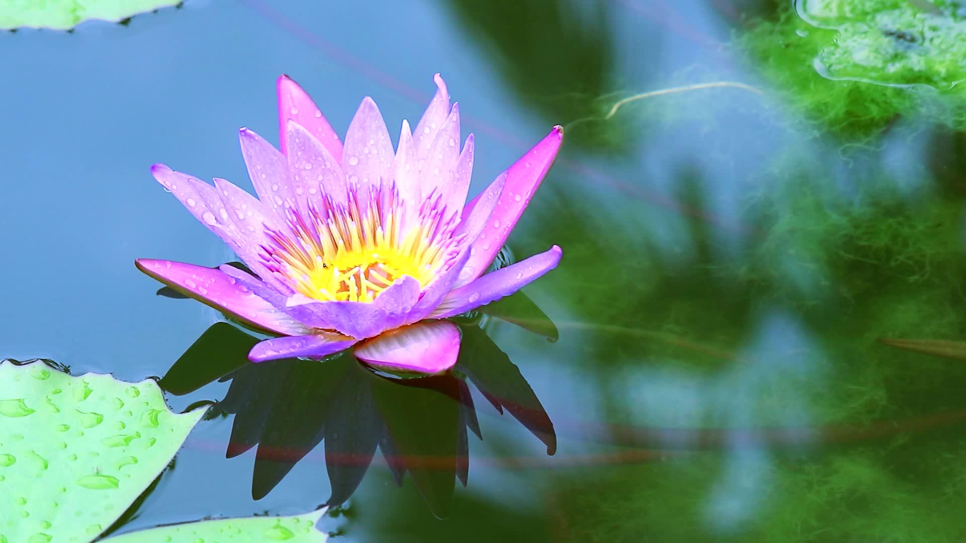 鲜艳的粉红色莲花在池塘的水面上开花视频的预览图