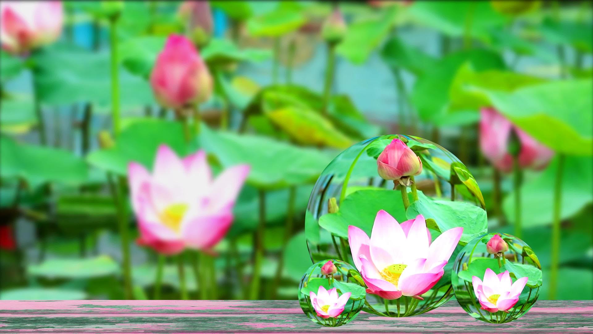 水晶球玻璃上模糊的水垫在水池里开满了花和水板视频的预览图