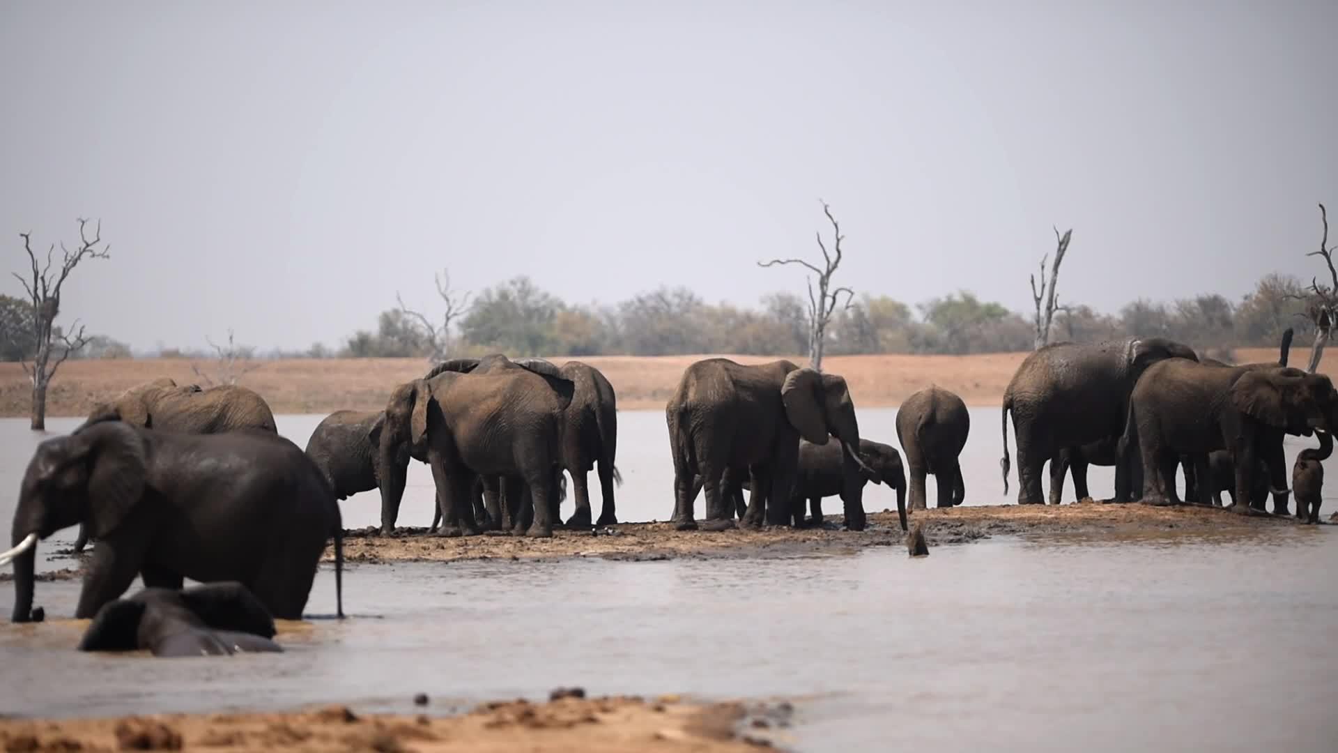 象群饮用水非洲象群饮用水在荒野湖中视频的预览图