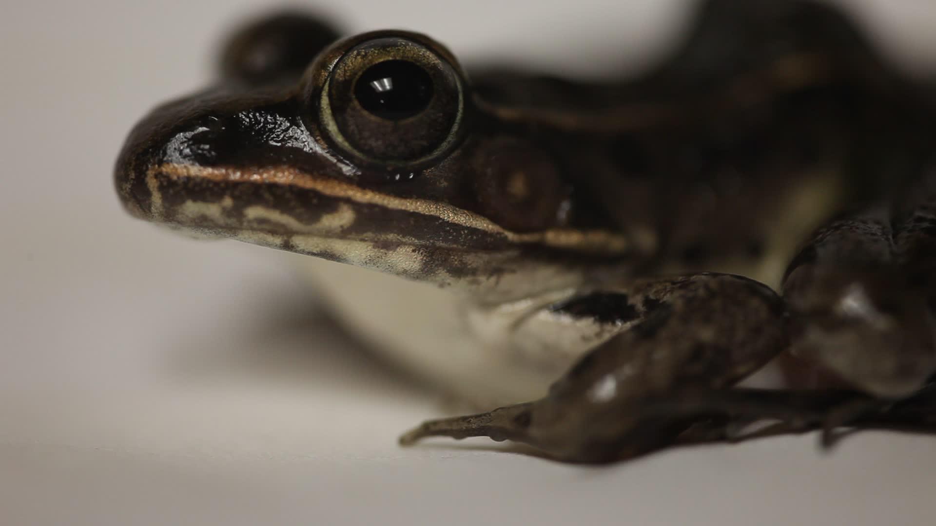 闭合黑豹青蛙视频的预览图