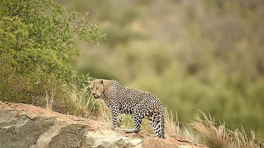 野外岩石上的豹子视频的预览图