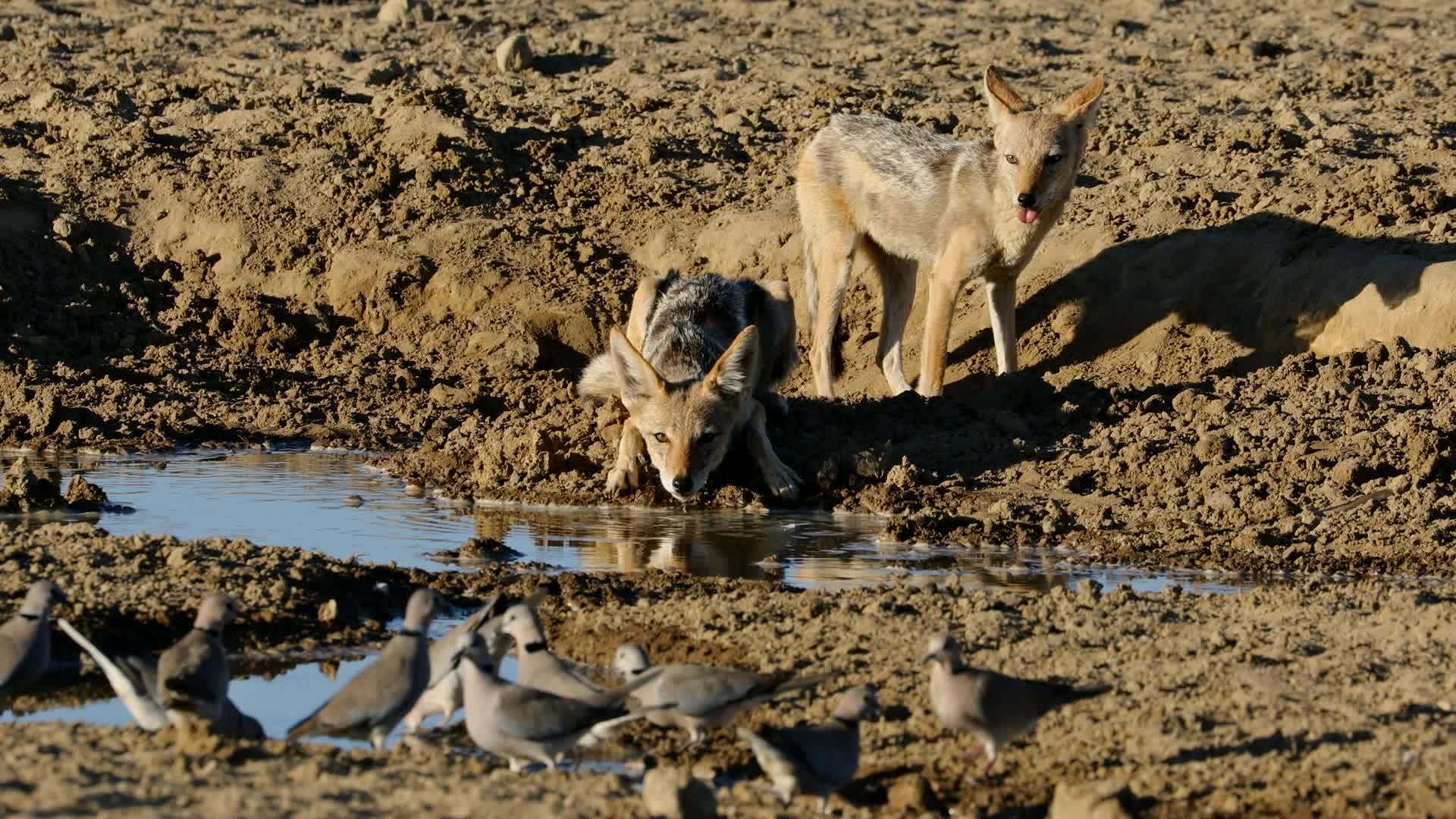 黑背野狼带鸽子喝水视频的预览图