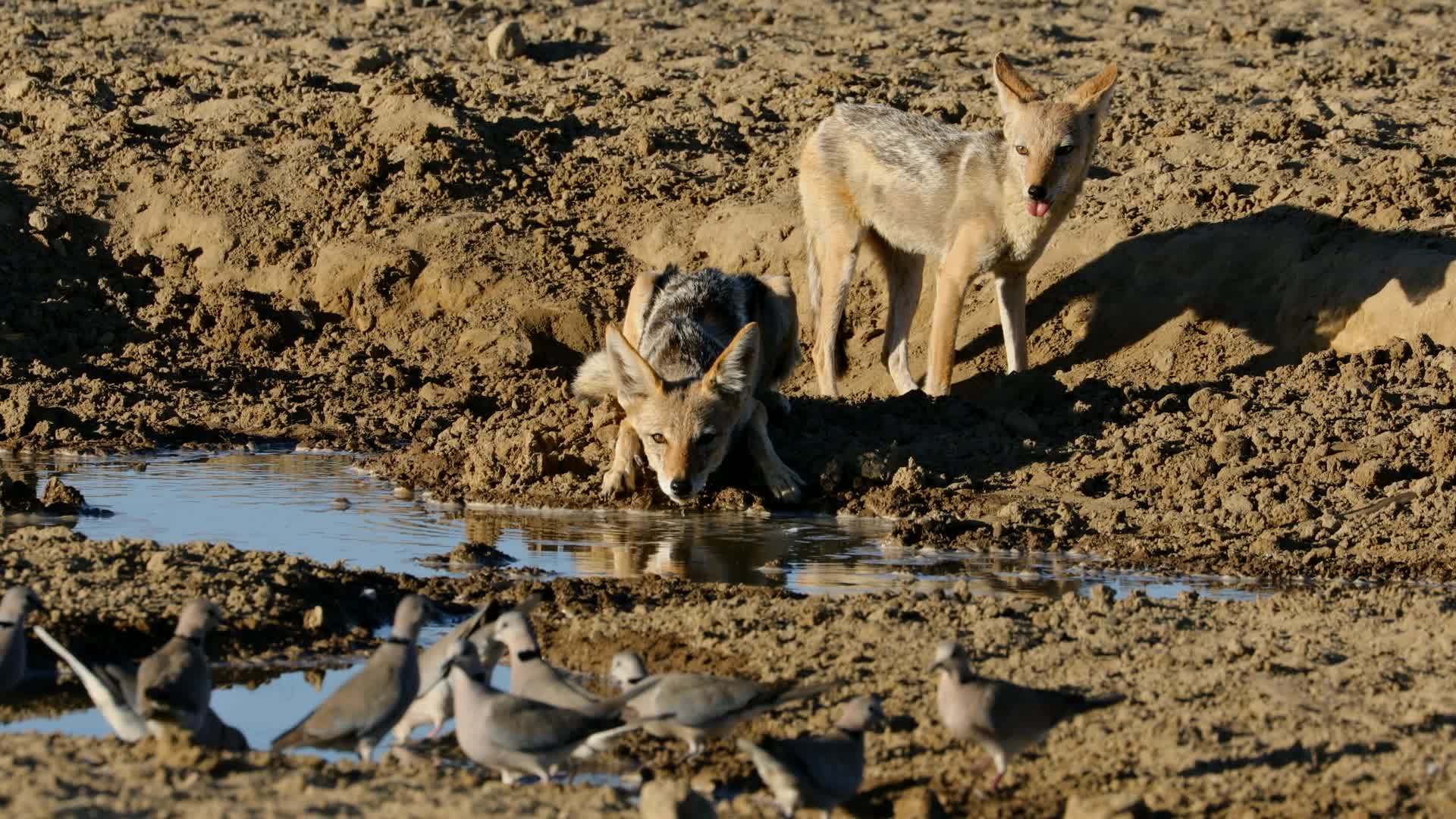 黑背野狼带鸽子喝水视频的预览图