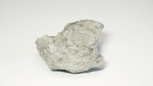 石灰岩中的贝壳化石在白色背景上旋转视频的预览图