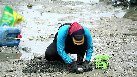 女性在低涨潮时挖掘寻找贝壳和螃蟹视频的预览图