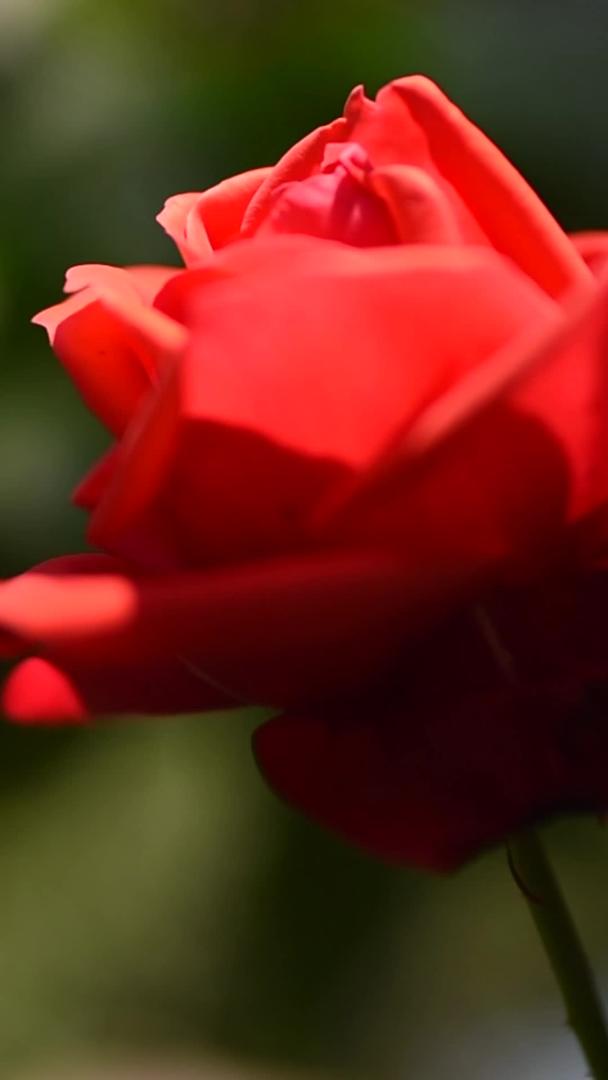 一朵红玫瑰实拍视频的预览图