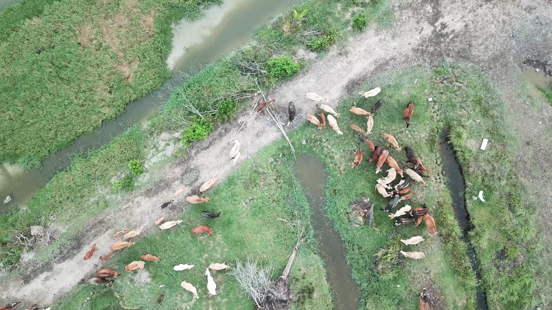 牛群聚集在农场视频的预览图