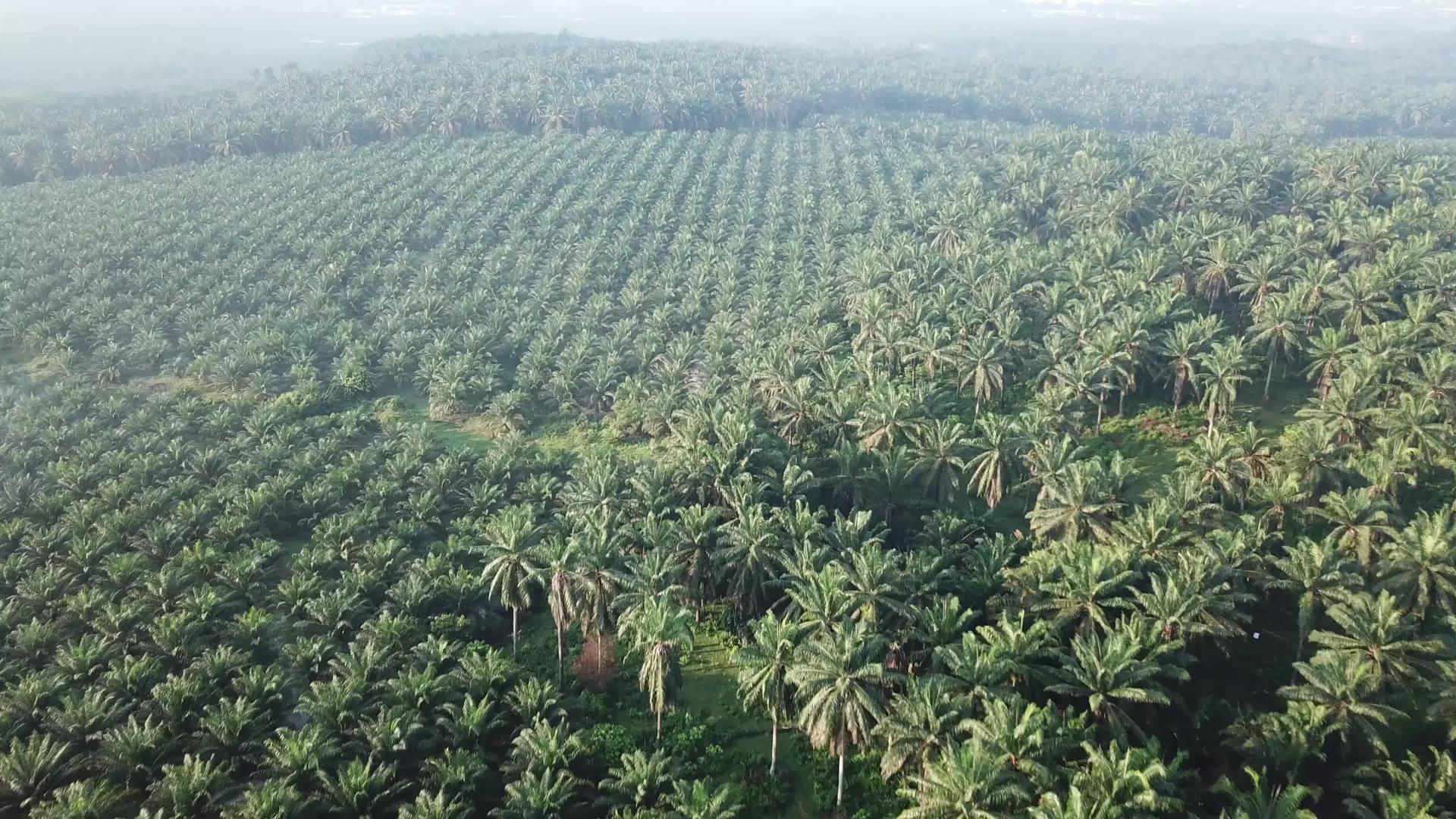 飞越油棕榈种植园视频的预览图
