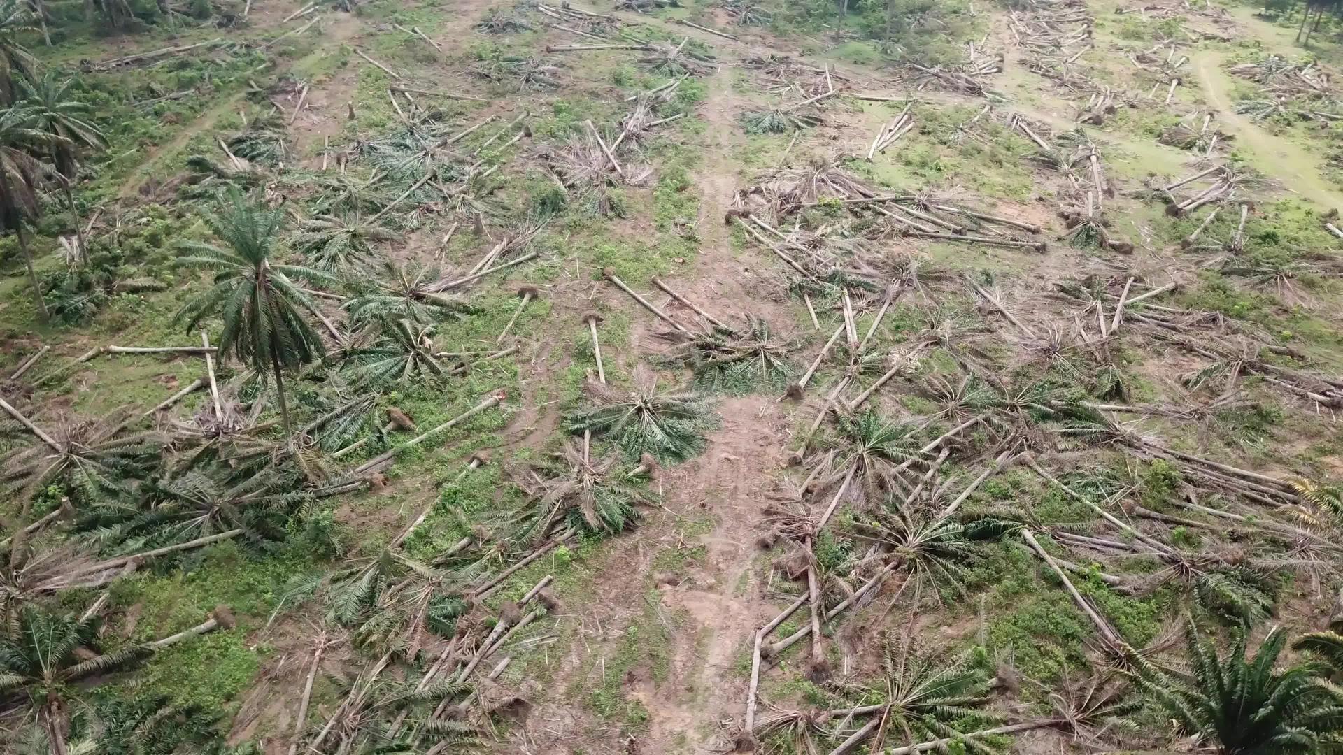 油棕榈种植园清除了马来西亚的陆地视频的预览图