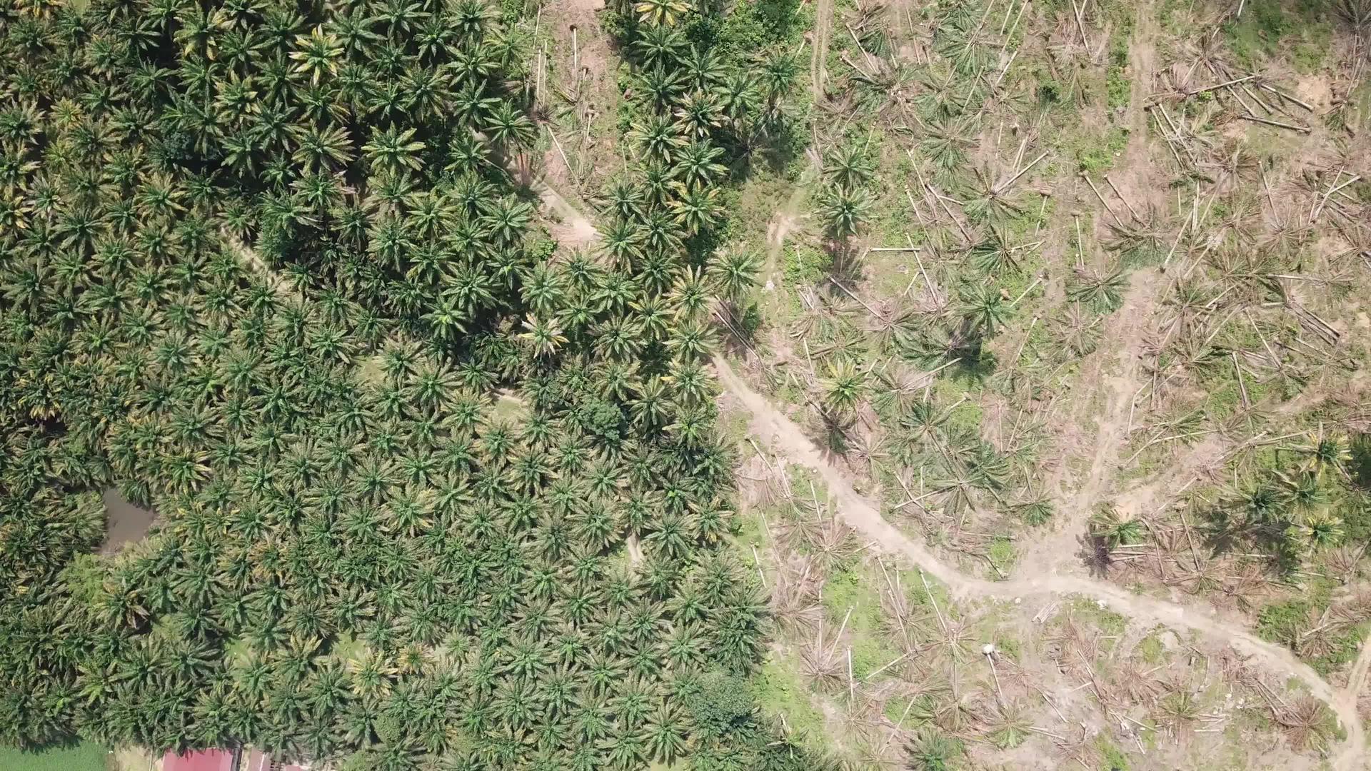检查油棕榈种植园和土地清洁视频的预览图