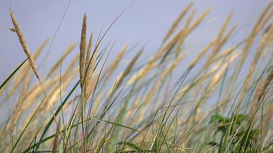 夏季草原背景在风中移动视频的预览图