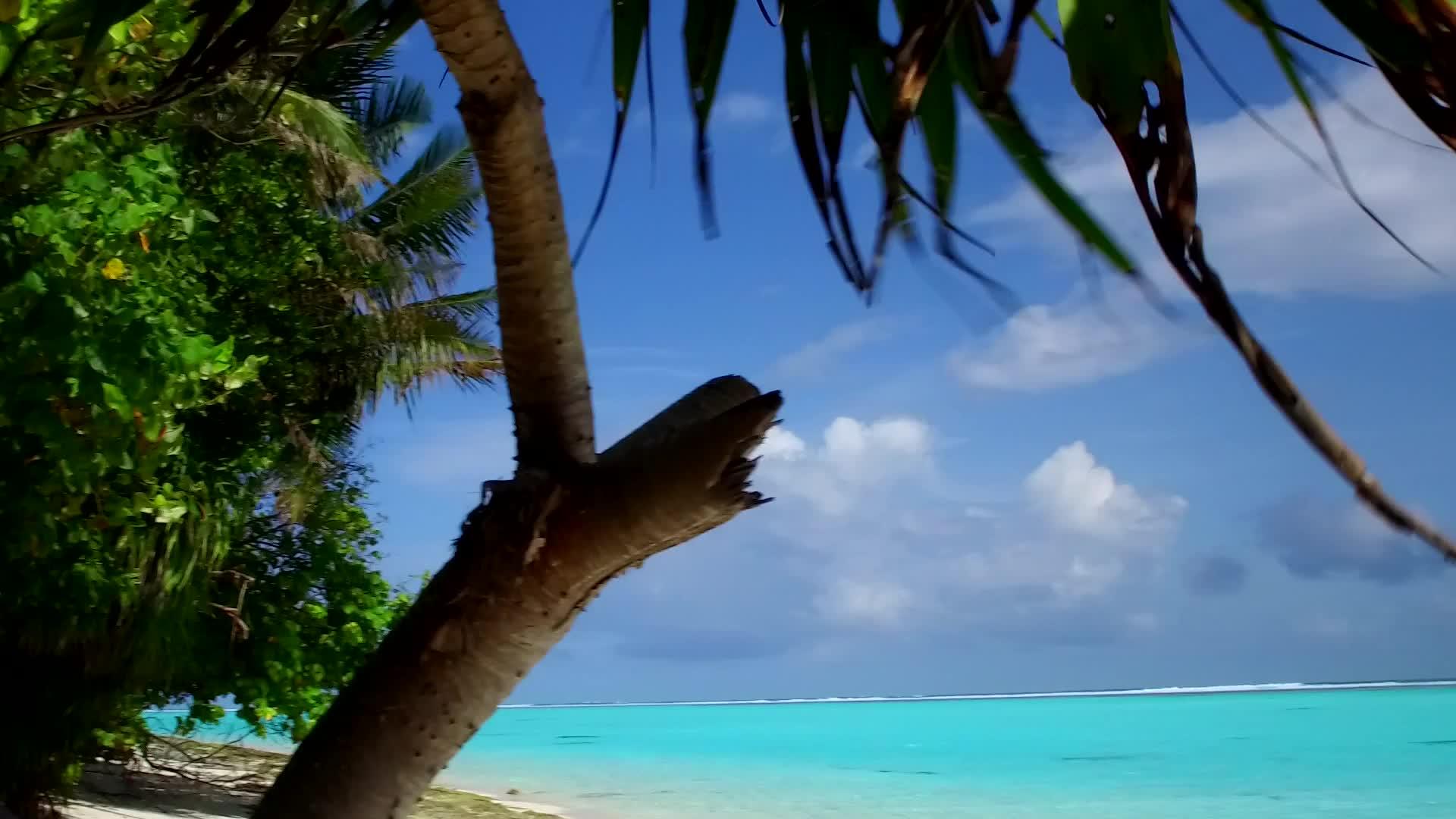 田园诗般的海景海滩之旅的白天纹理在棕榈树附近有白沙视频的预览图