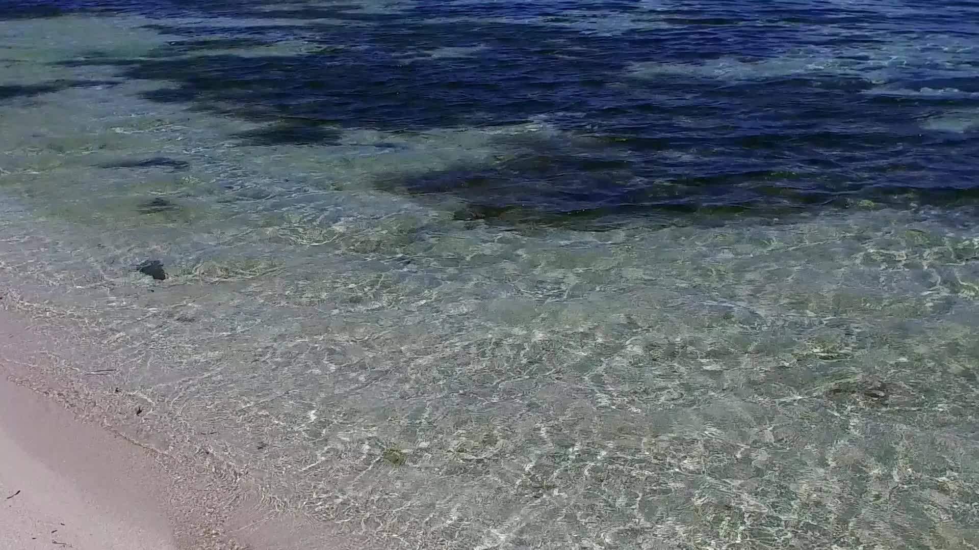 通过透明的海洋和海滩附近的白沙土背景完美地旅行海滩野生动物视频的预览图