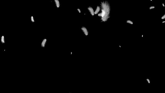 白毛鸟的羽毛在黑色背景下在空中飞翔视频的预览图