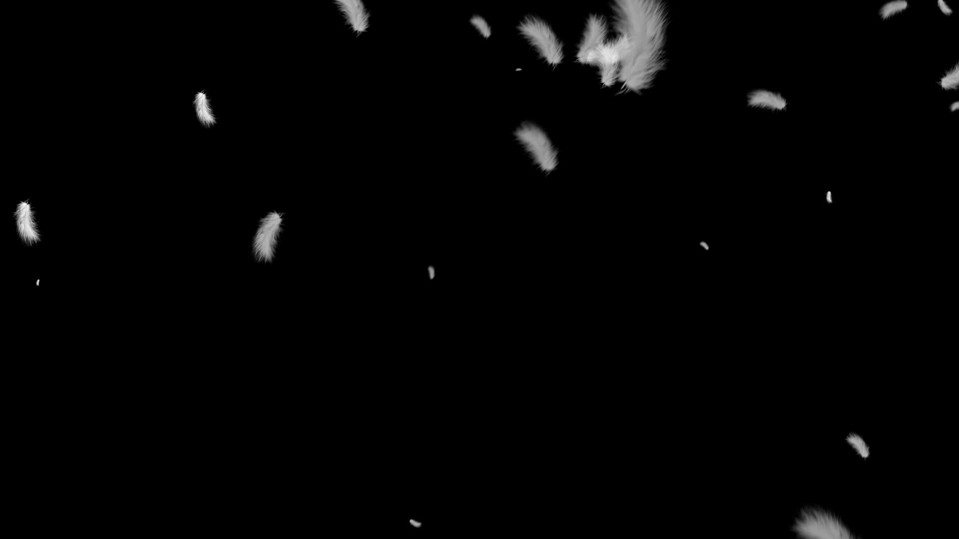 白毛羽毛在黑色背景上在空中飞翔视频的预览图