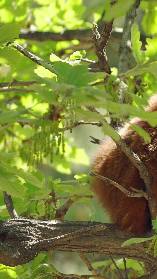 小熊猫野生动物爬树视频的预览图