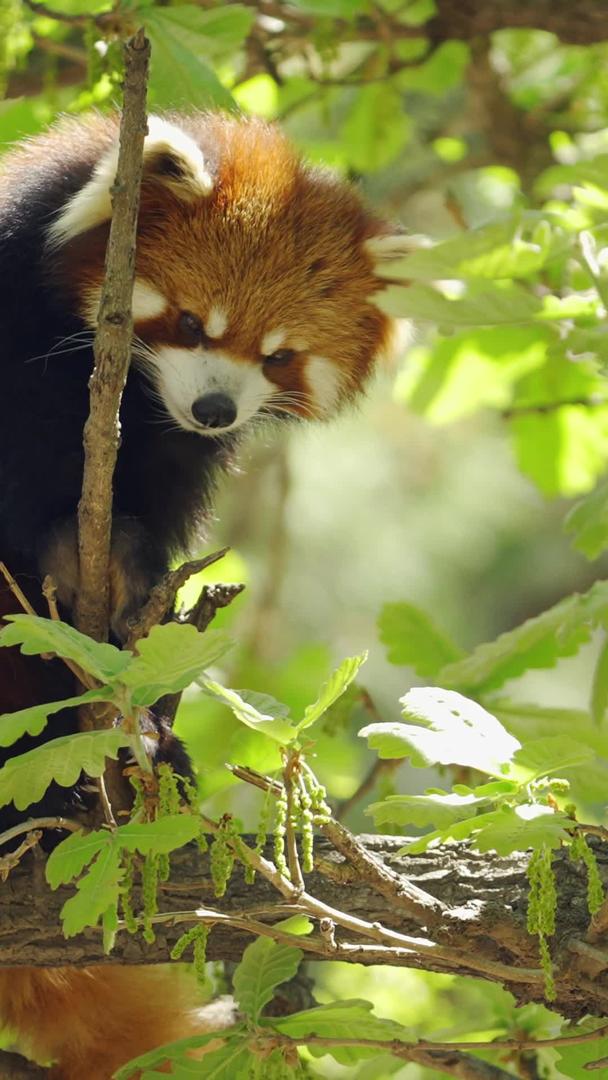 小熊猫野生动物爬树视频的预览图
