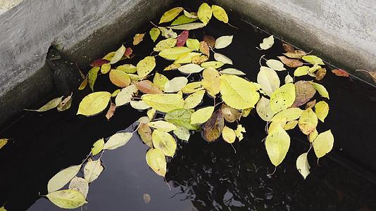 雨水水库中的黄叶被黄叶覆盖视频的预览图