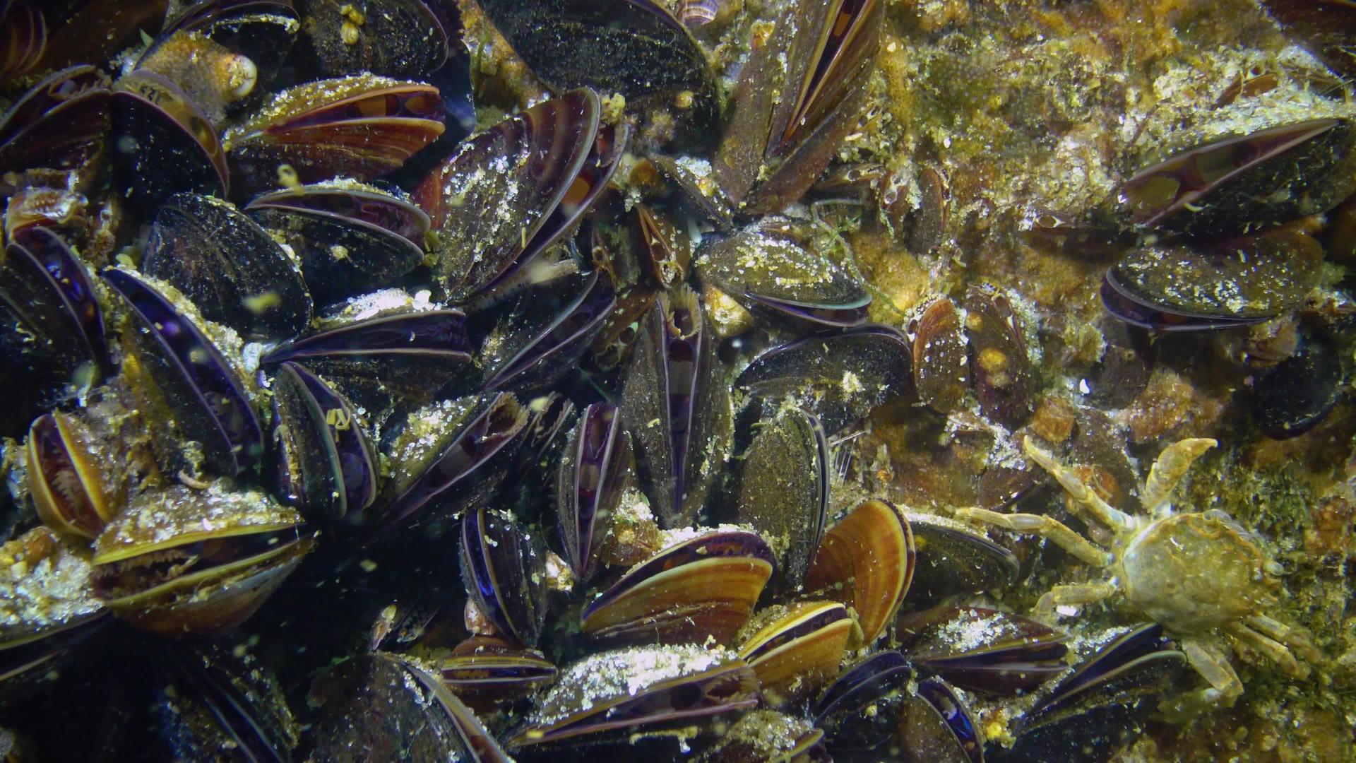闭合海床上有蛤壳海螺Mytilusgalloprovencialis视频的预览图