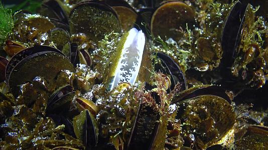 近端地中海贝壳Mytilusgoloproprovencialis视频的预览图