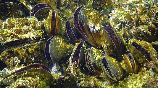 闭合海床上有蛤壳海螺Mytilusgalloprovencialis视频的预览图