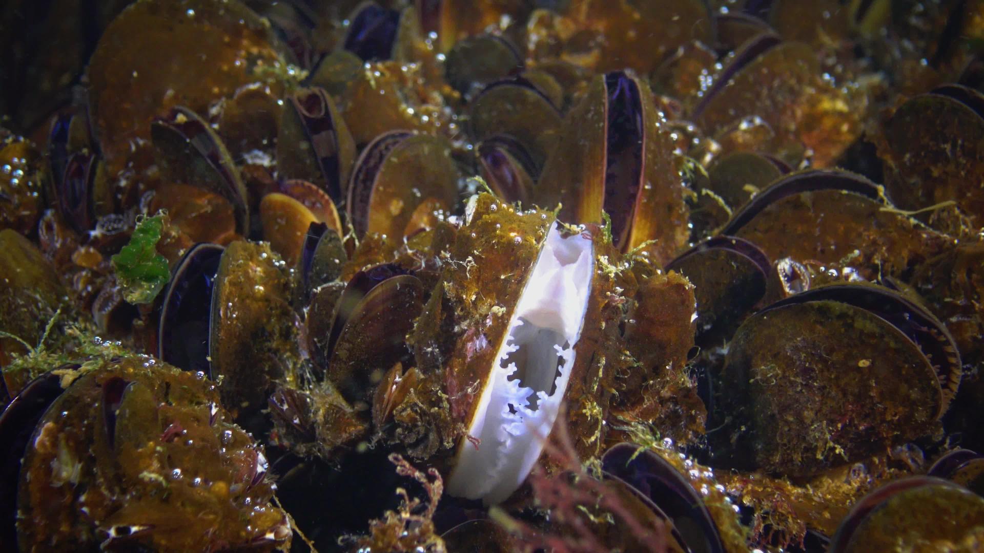 近端地中海贝壳Mytilusgoloproprovencialis视频的预览图