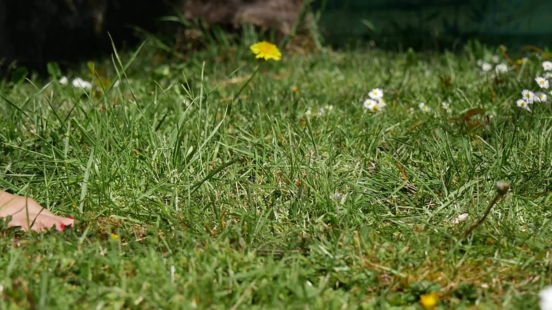 女腿赤脚在绿草上行走视频的预览图