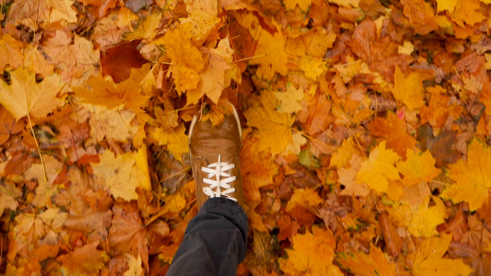 穿着运动鞋的男人的脚在落叶的地面上向前移动视频的预览图