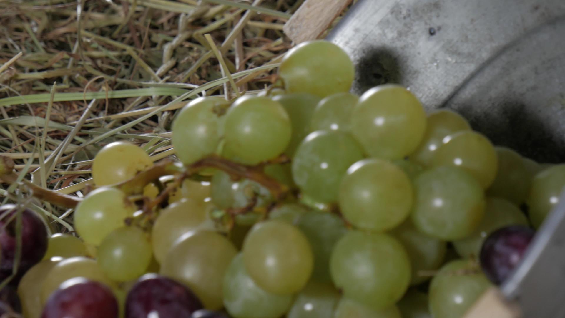 稻草上有一堆法国奶酪、红葡萄和白葡萄视频的预览图