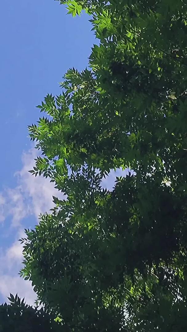 云延迟的蓝天白云绿叶移动摄影视频的预览图