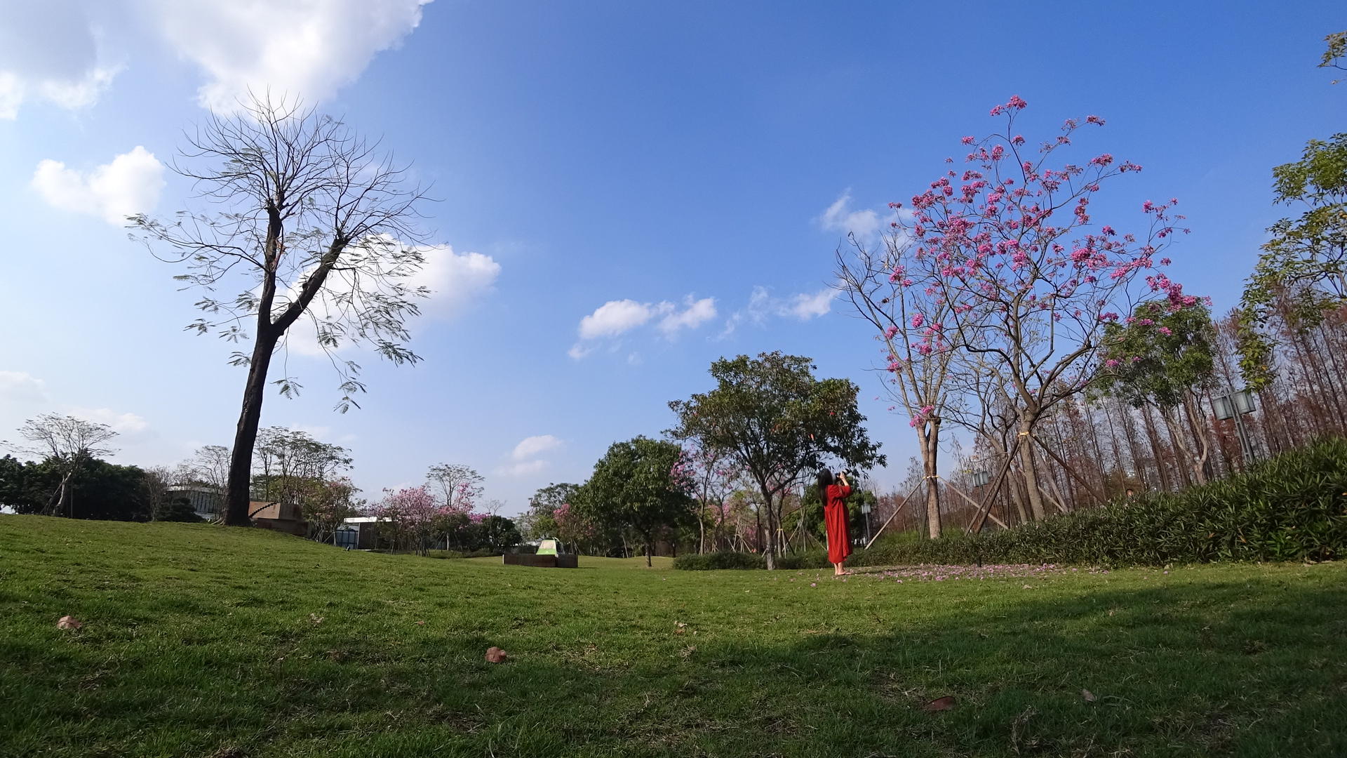 蓝天春暖花开草地视频的预览图