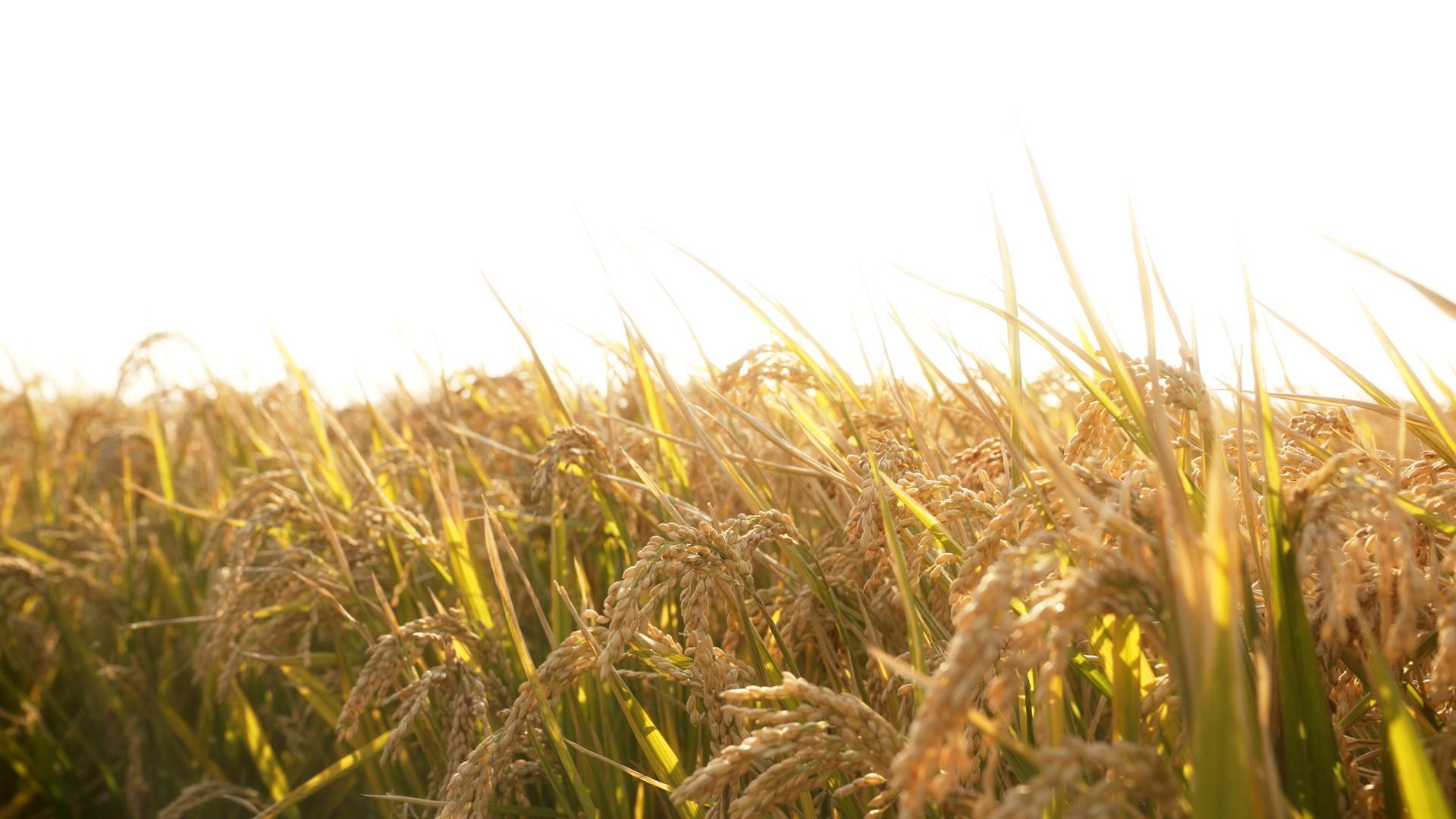 夕阳下田野中的水稻视频的预览图