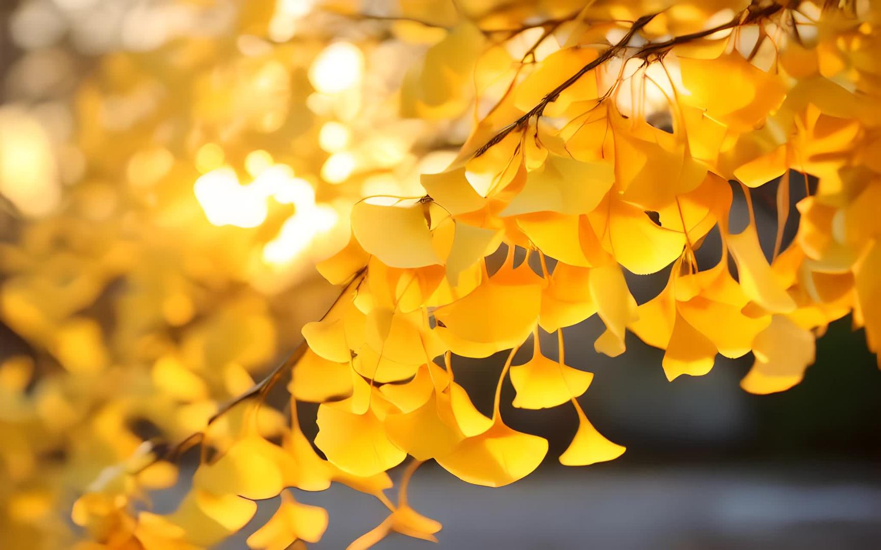 秋分银杏叶深秋气氛视频的预览图