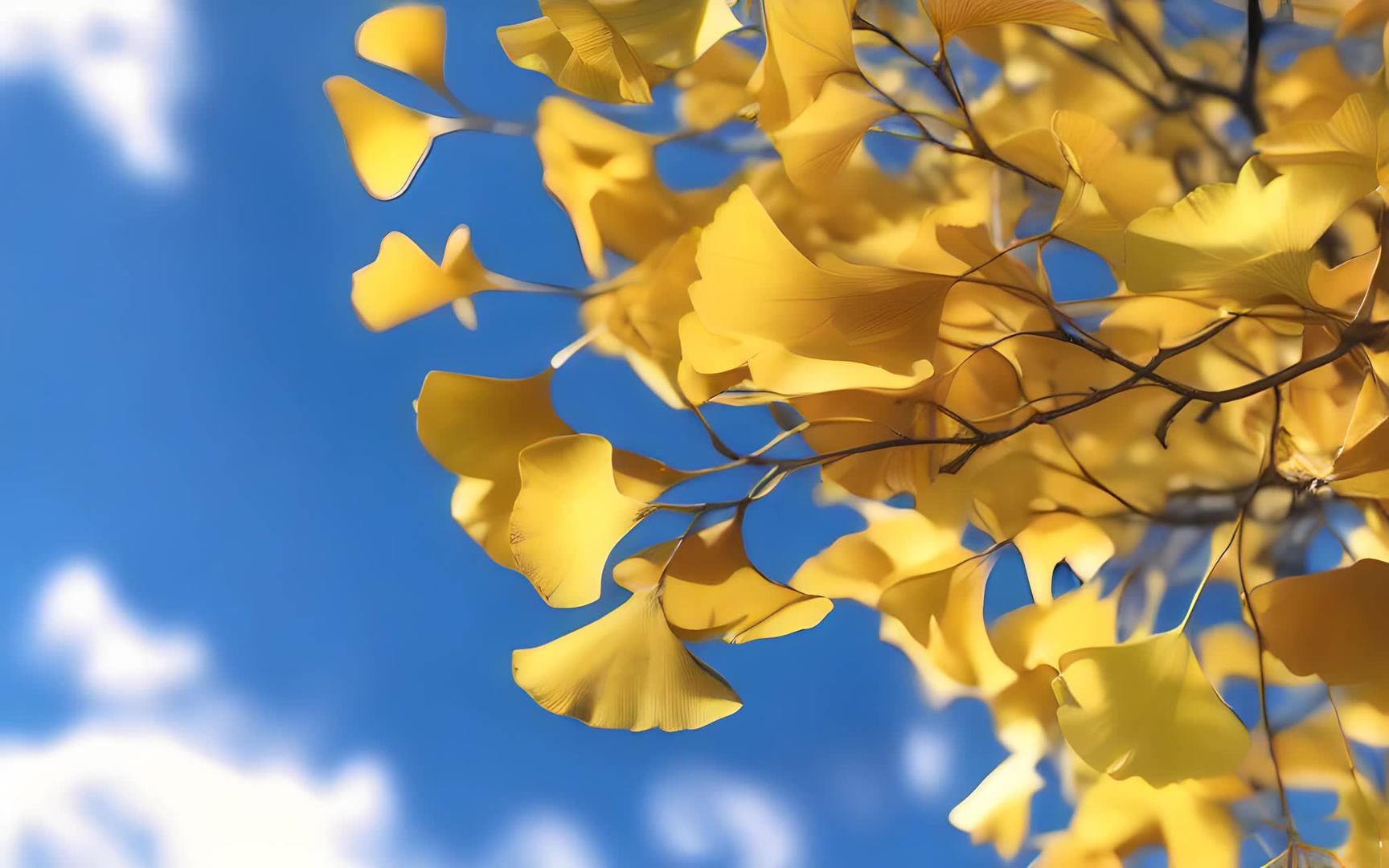 金黄的银杏叶蓝天背景视频的预览图