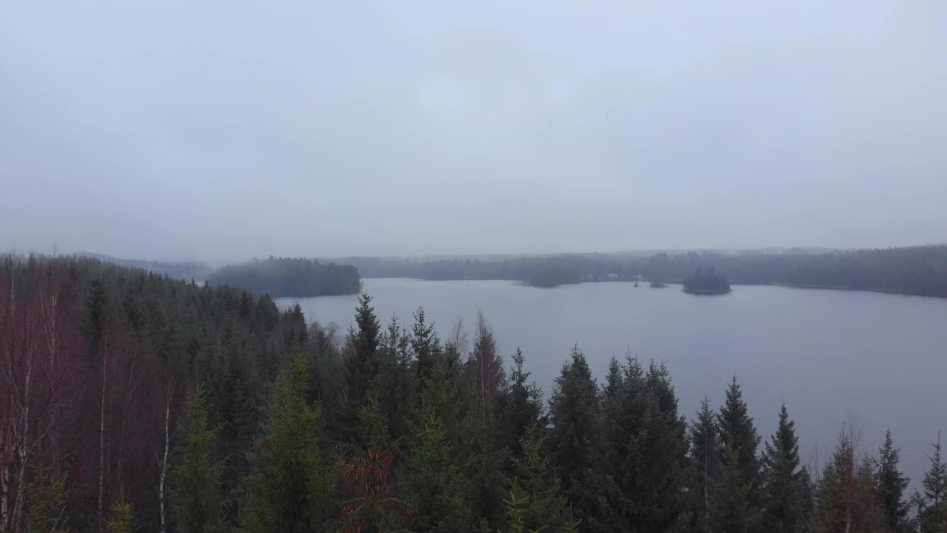在树顶的浓雾中视频的预览图